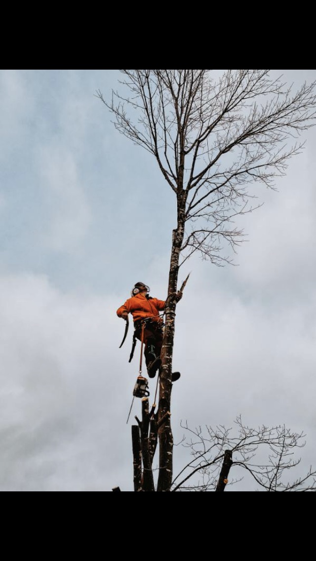 Zoe Tourigny after tree trimming by Brandon